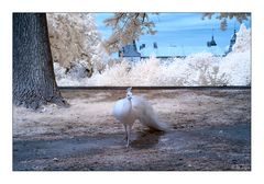 Pavo cristatus mut. alba