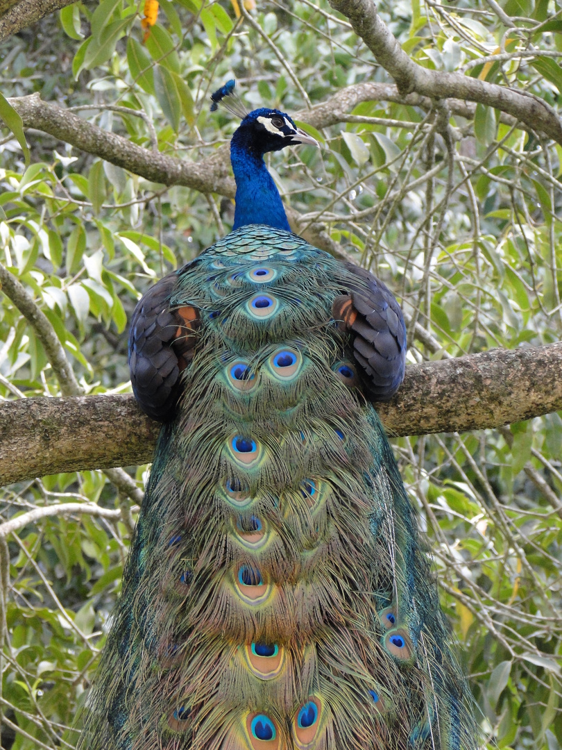 Pavão