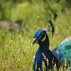 Pavo de cerca, pavo de lejos