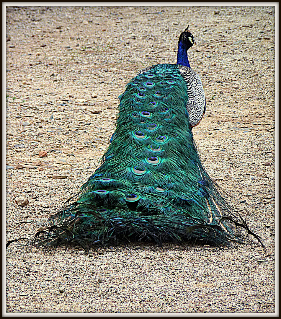 PAVO DE LA REALTEZA