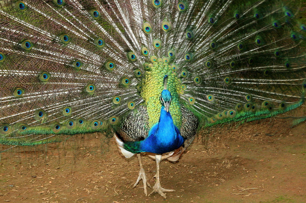 Pavão