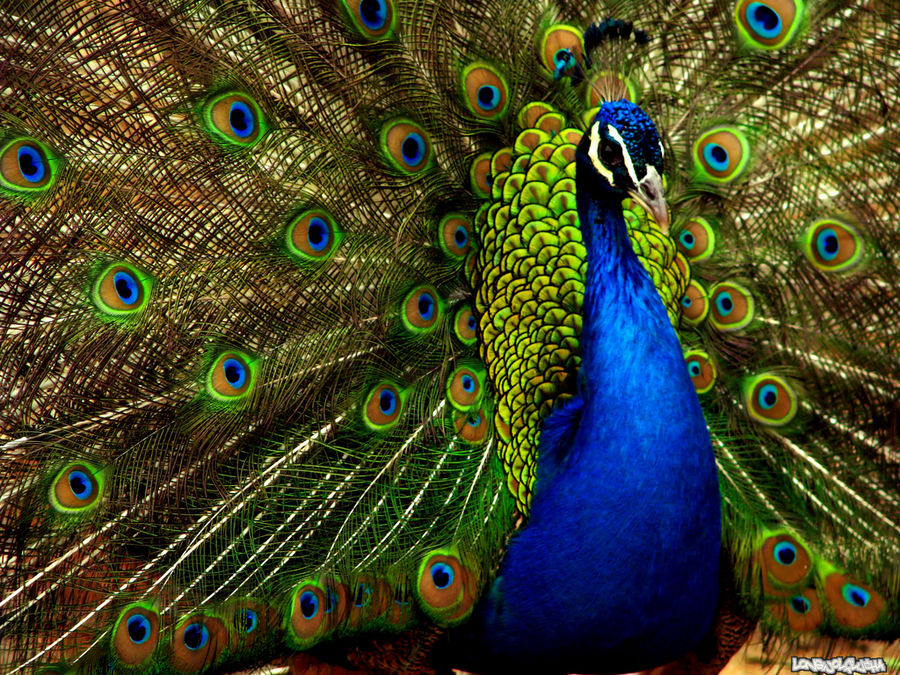 Pavo Real Imagen Foto Animales Aves Naturaleza Fotos De Fotocommunity