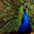 Pavo Real