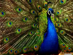 Pavo Real