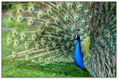 Pavo Real