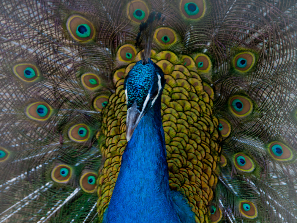 Pavo Real