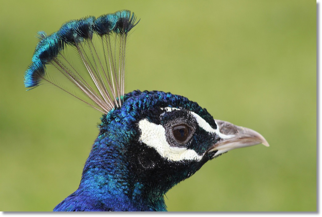 Pavo Real