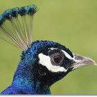 Pavo Real