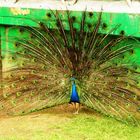 PAVO REAL