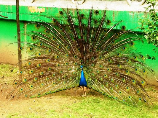 PAVO REAL
