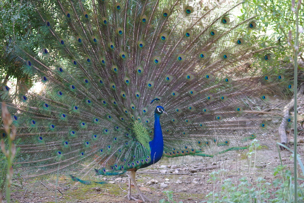 pavo real