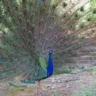 pavo real