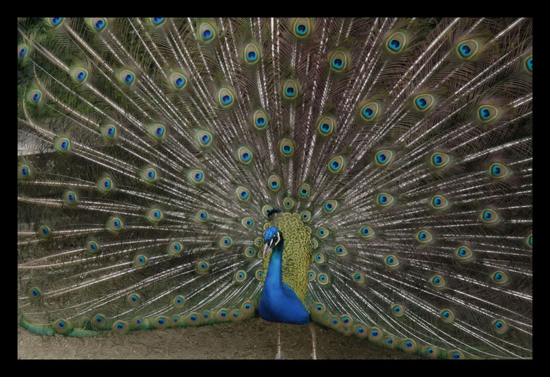 pavo real 2