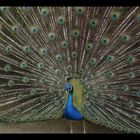 pavo real 2