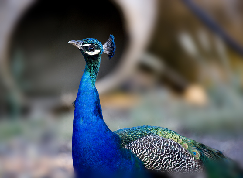 PAVO REAL