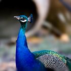 PAVO REAL