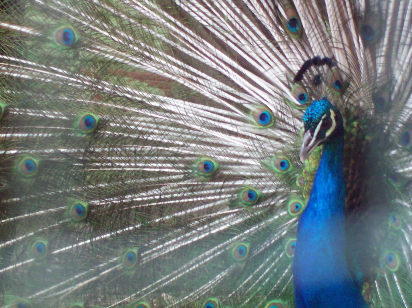 pavo real