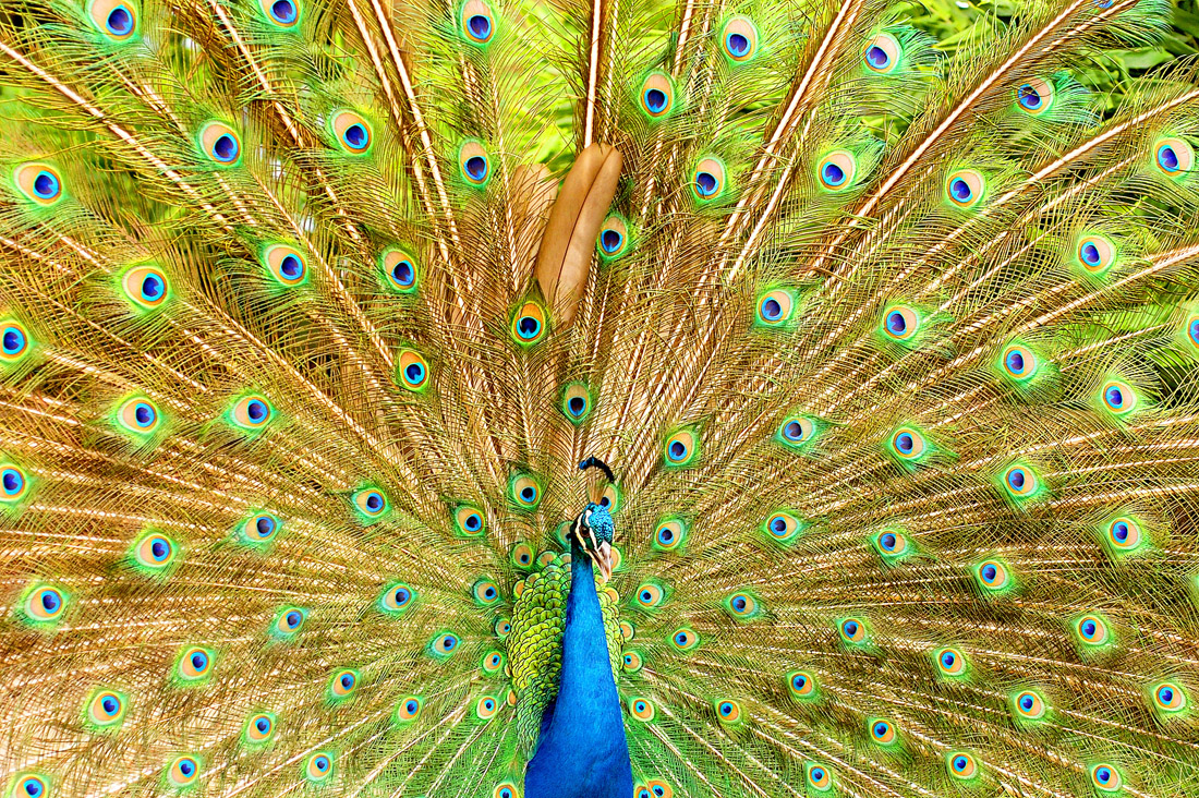 Pavo real