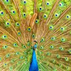 Pavo real