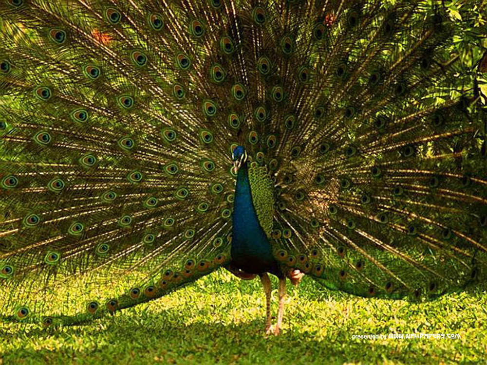 pavo real