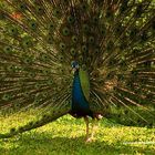 pavo real