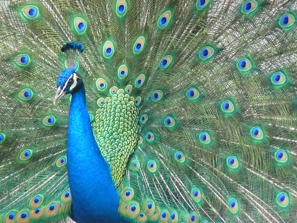 Pavo Real