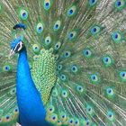 Pavo Real