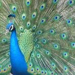 Pavo Real