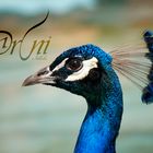 PAVO REAL