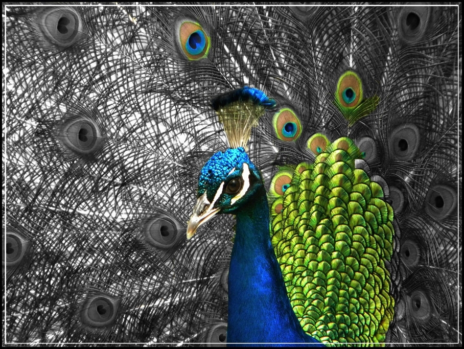 pavo real