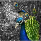 pavo real