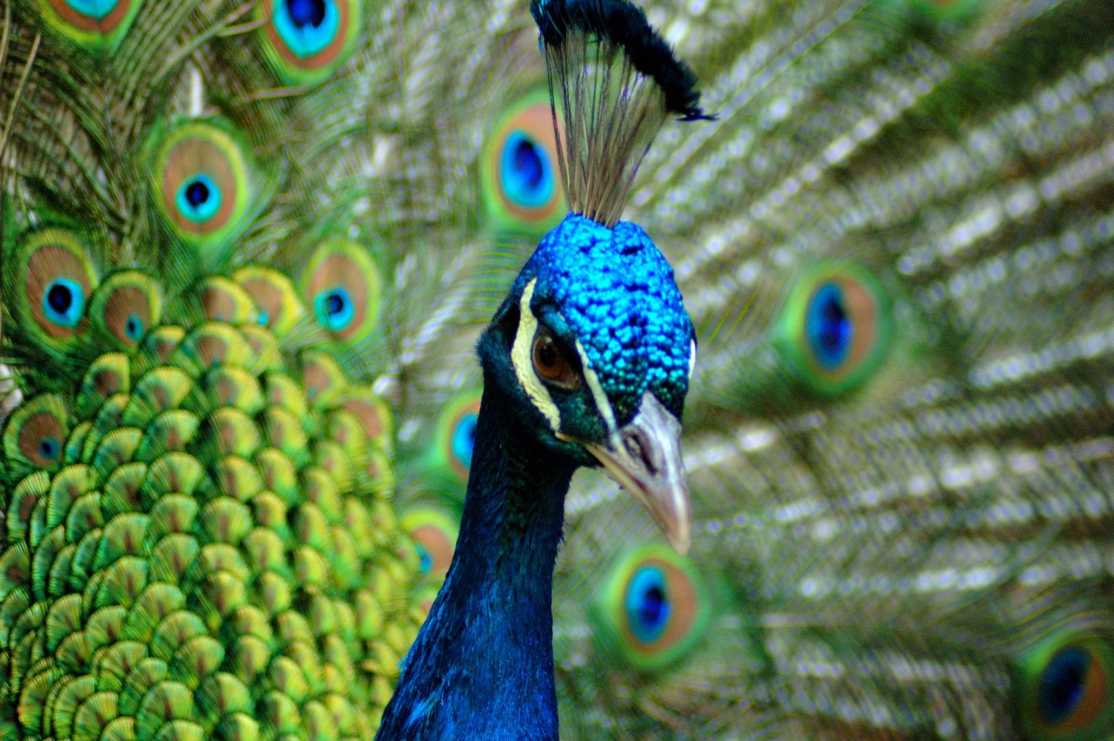 Pavo real