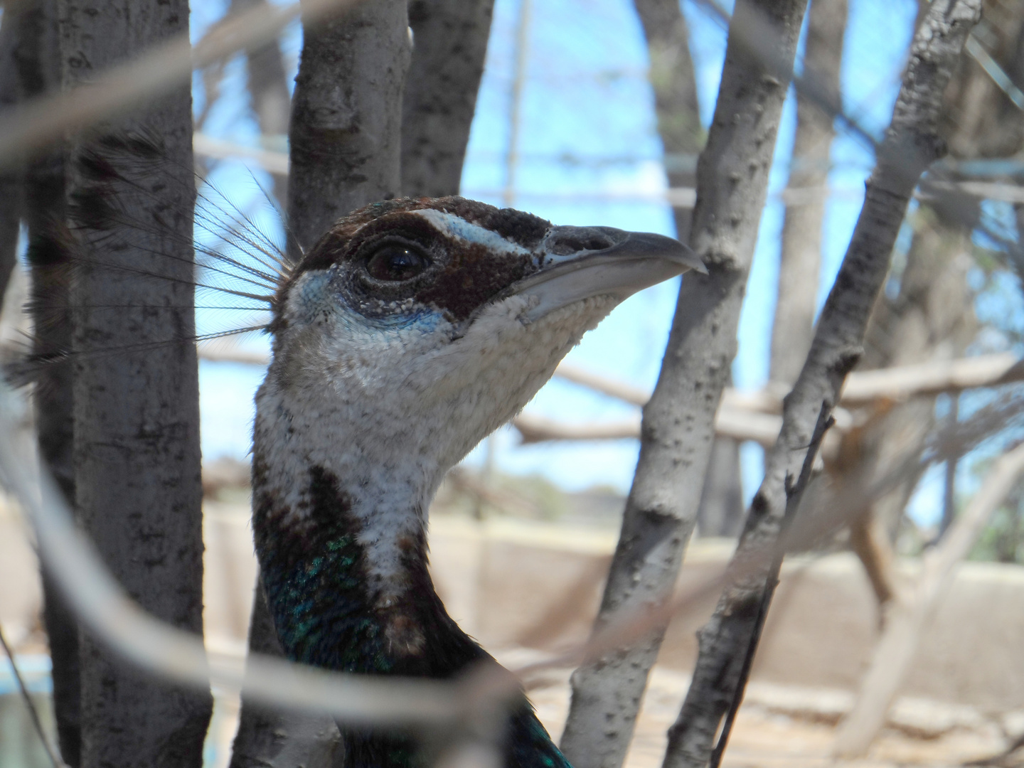 Pavo real .