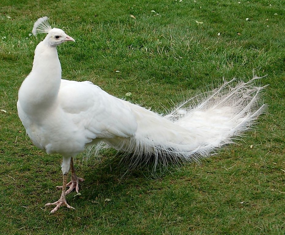 PAVO REAL ALBINO