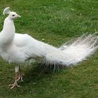 PAVO REAL ALBINO