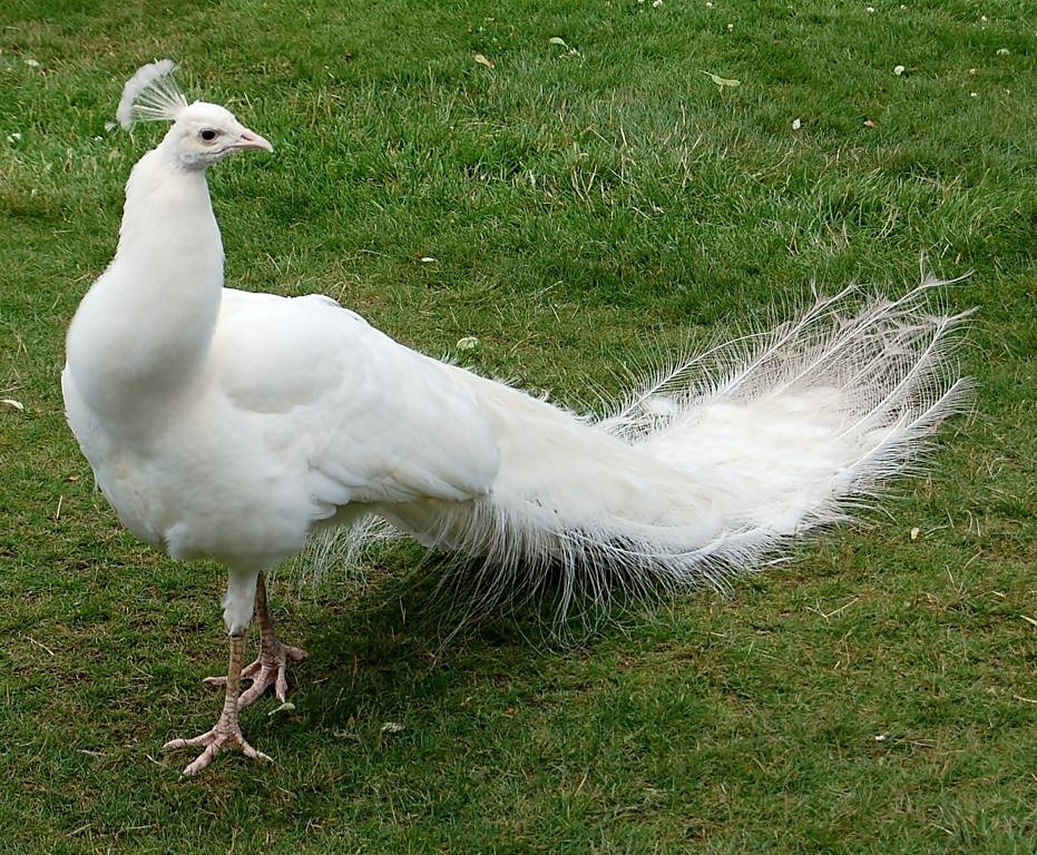 PAVO REAL ALBINO Imagen & Foto animales, animales domésticos, naturaleza Fotos de