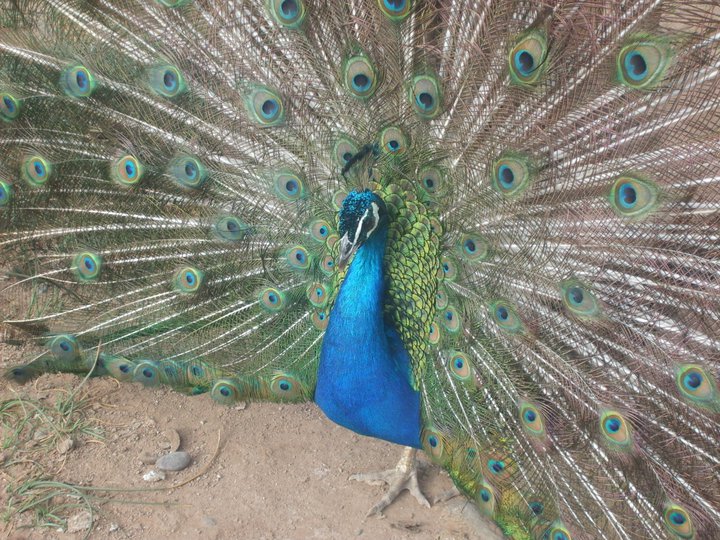 pavo real