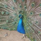 pavo real