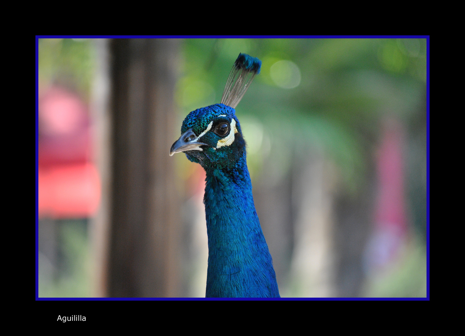 Pavo Real.