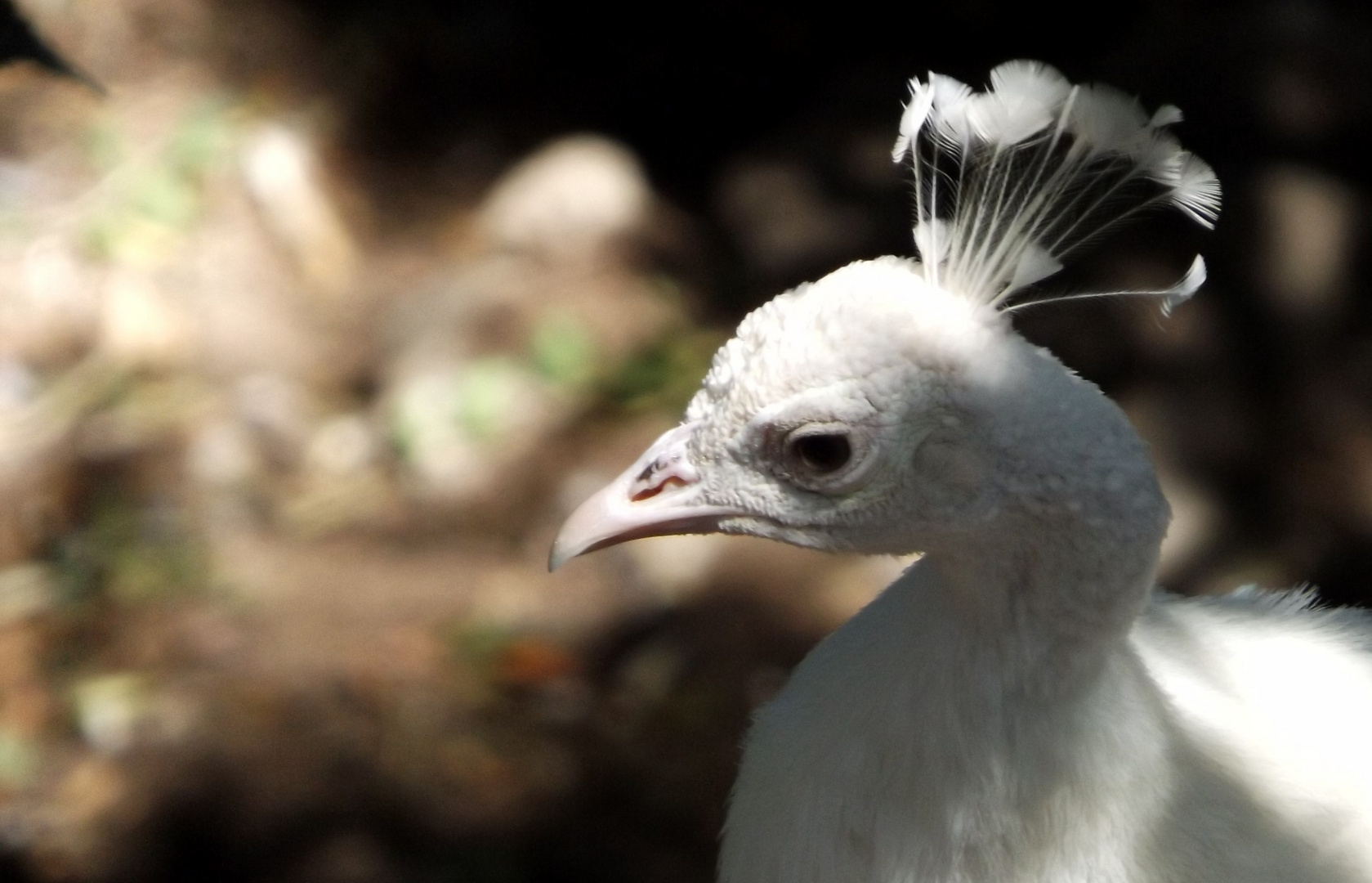 Pavo Real Blanco