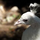 Pavo Real Blanco