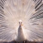 PAVO REAL BLANCO