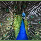 PAVO REAL