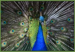 PAVO REAL