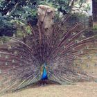 PAVO REAL