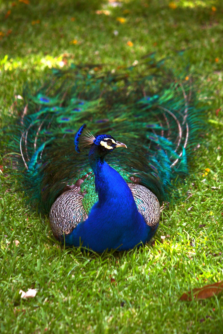 pavo real descansando a la sombra