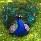 pavo real descansando a la sombra