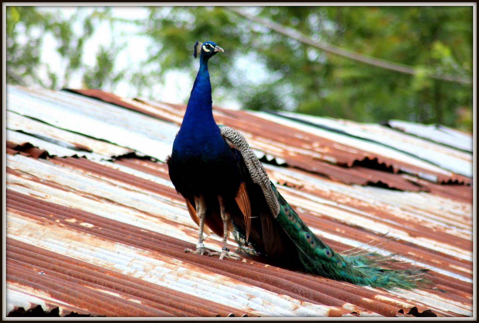 PAVO REAL EN ALTURAS