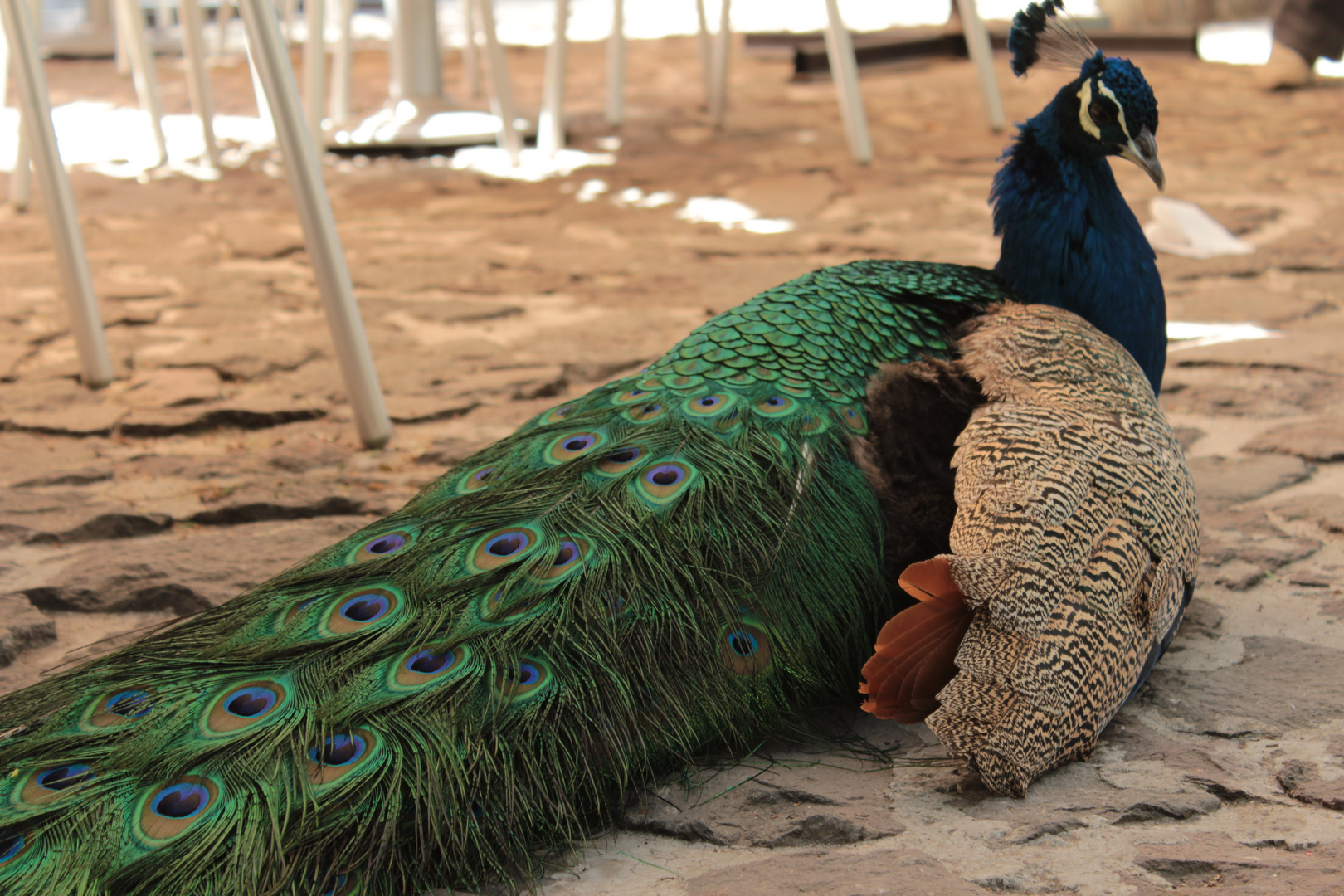 Pavo real en el museo dolores olmedo. México Xochimilco.