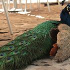 Pavo real en el museo dolores olmedo. México Xochimilco.